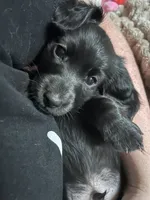 Tucker, a male Miniature Dachshund for sale in De Pere, WI – 3 of 3