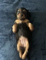 Maeve , a female Miniature Dachshund for sale in De Pere, WI – 3 of 3