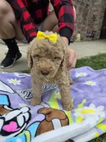 Daisy , a female Goldendoodle for sale in Poteau, OK – 4 of 5