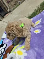 Moose, a male Goldendoodle for sale in Poteau, OK – 6 of 6
