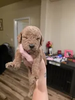 Willow, a female Goldendoodle for sale in Poteau, OK – 6 of 7