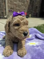 Maple, a female Goldendoodle for sale in Poteau, OK – 2 of 5