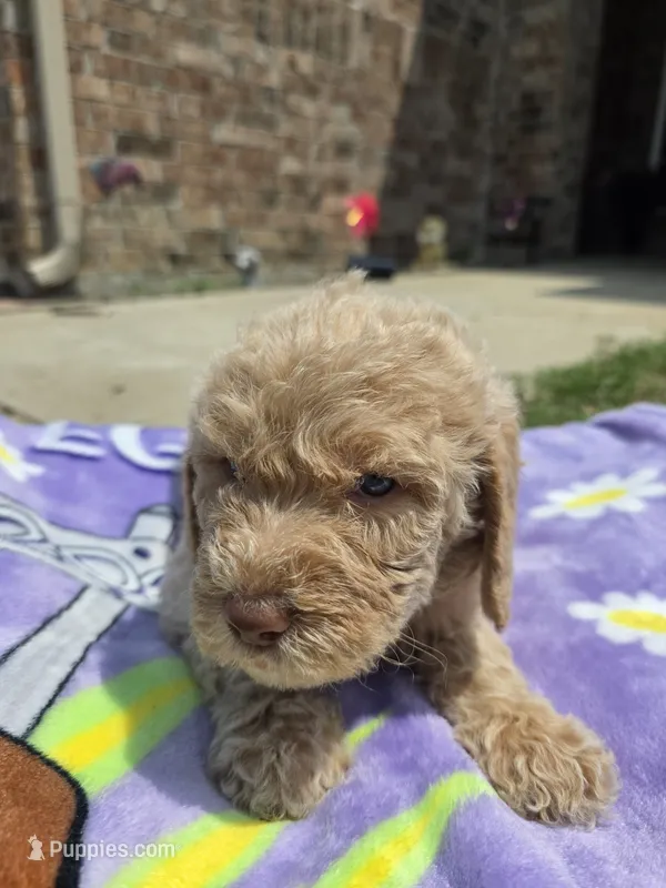 Moose – Goldendoodle puppy for sale in Poteau, OK
