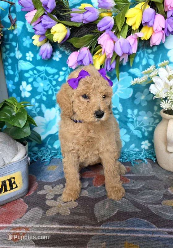 Maple – Goldendoodle puppy for sale in Poteau, OK