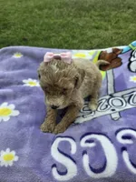 Lola, a female Goldendoodle for sale in Poteau, OK – 6 of 6