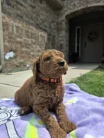 Dutch, a male Goldendoodle for sale in Poteau, OK – 4 of 5