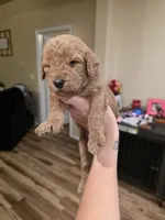 Willow, a female Goldendoodle for sale in Poteau, OK – 7 of 7