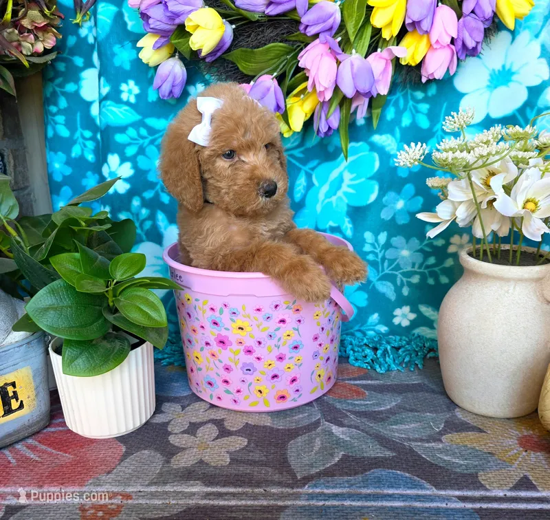 Willow – Goldendoodle puppy for sale in Poteau, OK