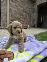 Nash, a male Goldendoodle for sale in Poteau, OK – 4 of 5