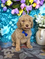 Huck, a male Goldendoodle for sale in Poteau, OK – 7 of 10