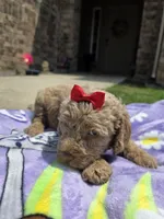 Aspen , a female Goldendoodle for sale in Poteau, OK – 3 of 3
