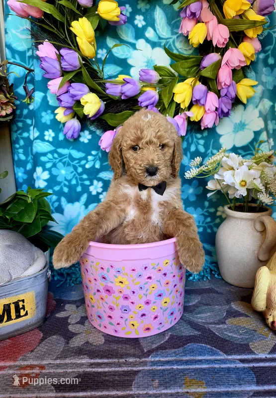 Nash – Goldendoodle puppy for sale in Poteau, OK