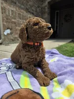 Dutch, a male Goldendoodle for sale in Poteau, OK – 3 of 5