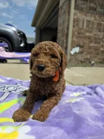 Dutch, a male Goldendoodle for sale in Poteau, OK – 2 of 5