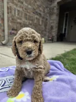 Nash, a male Goldendoodle for sale in Poteau, OK – 2 of 5