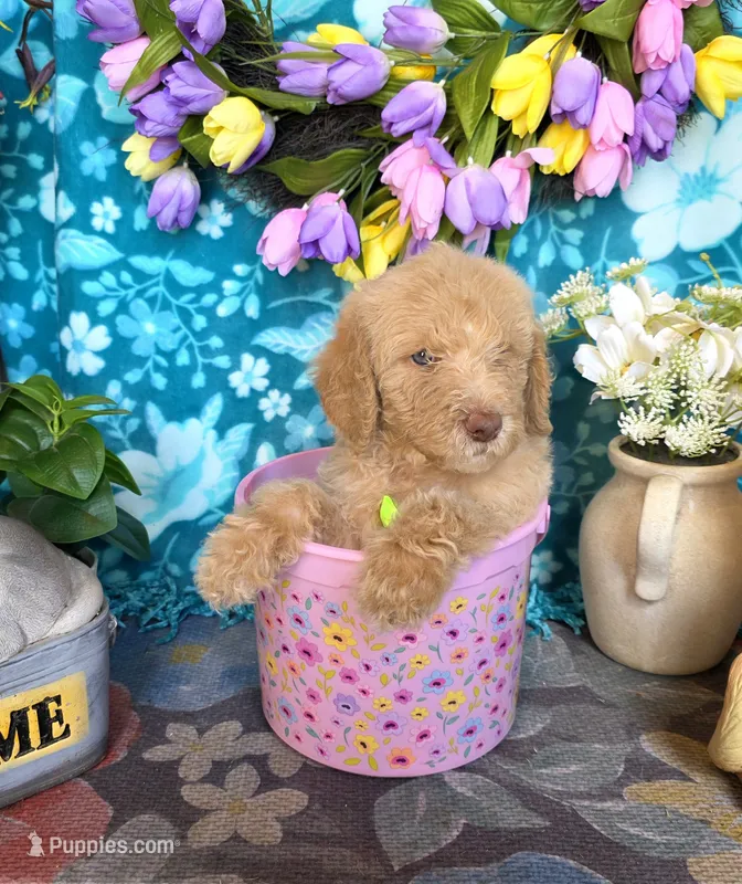 Moose – Goldendoodle puppy for sale in Poteau, OK