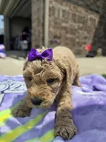 Maple, a female Goldendoodle for sale in Poteau, OK – 5 of 5