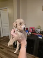 Lola, a female Goldendoodle for sale in Poteau, OK – 2 of 6