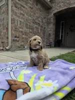 Nash, a male Goldendoodle for sale in Poteau, OK – 5 of 5