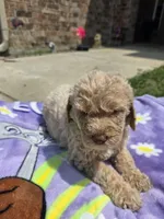 Moose, a male Goldendoodle for sale in Poteau, OK – 3 of 6