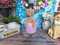 Huck, a male Goldendoodle for sale in Poteau, OK – 9 of 10
