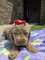 Aspen , a female Goldendoodle for sale in Poteau, OK – 2 of 3