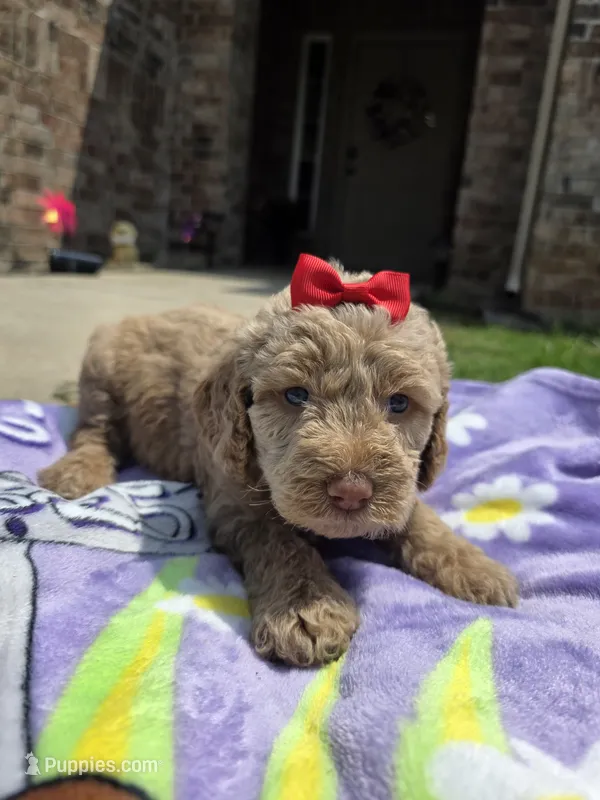 Aspen  – Goldendoodle puppy on hold in Poteau, OK
