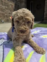 Huck, a male Goldendoodle for sale in Poteau, OK – 1 of 5