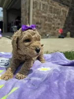 Maple, a female Goldendoodle for sale in Poteau, OK – 3 of 5