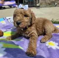 Willow, a female Goldendoodle for sale in Poteau, OK – 2 of 7