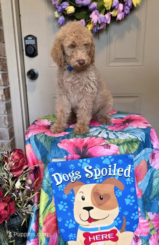 Huck – Goldendoodle puppy for sale in Poteau, OK