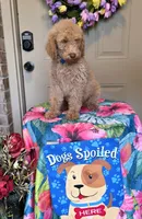 Huck, a male Goldendoodle for sale in Poteau, OK – 1 of 10