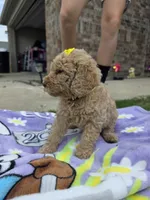 Daisy , a female Goldendoodle for sale in Poteau, OK – 5 of 5