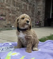 Nash, a male Goldendoodle for sale in Poteau, OK – 1 of 5
