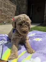 Huck, a male Goldendoodle for sale in Poteau, OK – 3 of 5