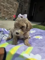 Lola, a female Goldendoodle for sale in Poteau, OK – 4 of 6