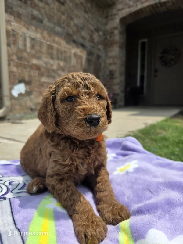 Dutch – Goldendoodle puppy for sale in Poteau, OK