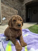 Dutch, a male Goldendoodle for sale in Poteau, OK – 1 of 5