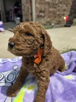 Dutch, a male Goldendoodle for sale in Poteau, OK – 5 of 5