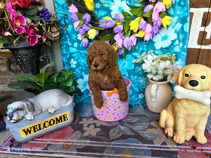 Dutch – Goldendoodle puppy for sale in Poteau, OK