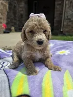 Lola, a female Goldendoodle for sale in Poteau, OK – 5 of 6