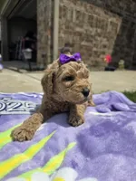 Maple, a female Goldendoodle for sale in Poteau, OK – 4 of 5