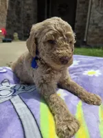 Huck, a male Goldendoodle for sale in Poteau, OK – 2 of 5