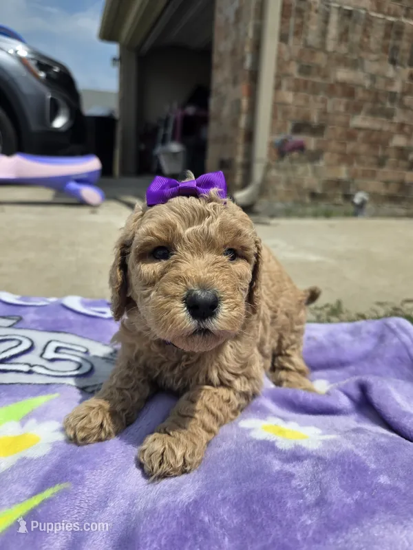 Maple – Goldendoodle puppy for sale in Poteau, OK