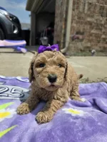 Maple, a female Goldendoodle for sale in Poteau, OK – 1 of 5
