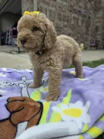 Daisy , a female Goldendoodle for sale in Poteau, OK – 3 of 5