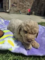 Moose, a male Goldendoodle for sale in Poteau, OK – 2 of 6