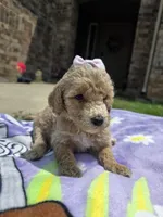 Lola, a female Goldendoodle for sale in Poteau, OK – 3 of 6