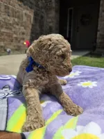 Huck, a male Goldendoodle for sale in Poteau, OK – 4 of 5