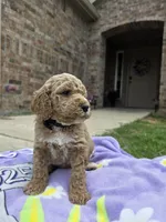 Nash, a male Goldendoodle for sale in Poteau, OK – 3 of 5